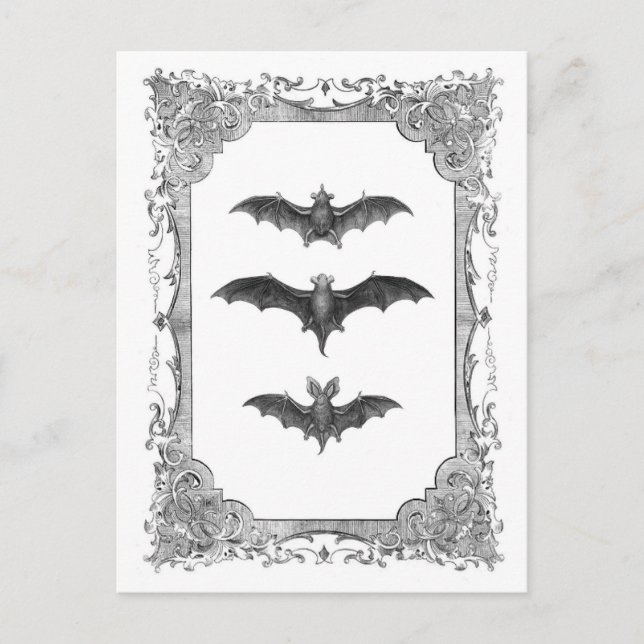 Bats Vintage Frame Halloween Postcard (Front)