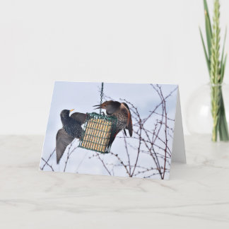 Battle between Northern Flicker & Starling! Card