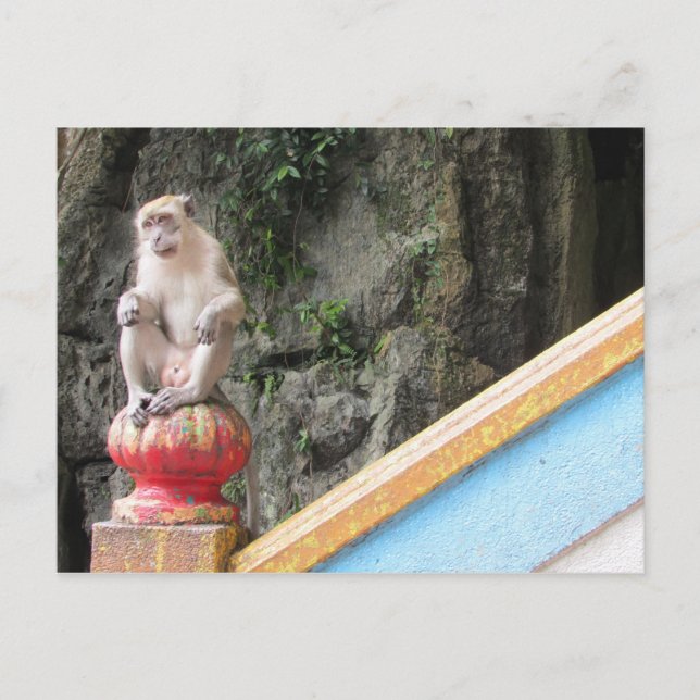 batu caves monkey postcard (Front)