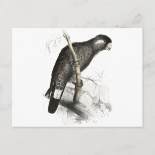 Baudin’s Cockatoo by Edward Lear Postcard