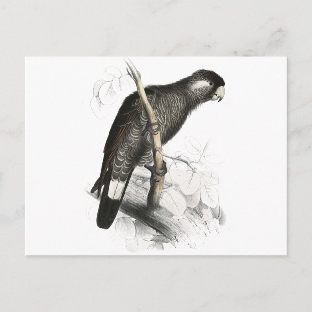Baudin’s Cockatoo by Edward Lear Postcard (Front)