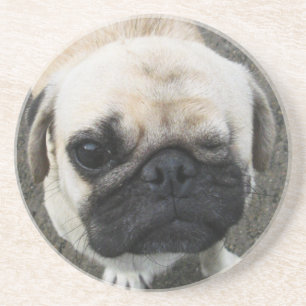 Bauwk ... Cute Pug Puppy Dog ... Thailand Coaster