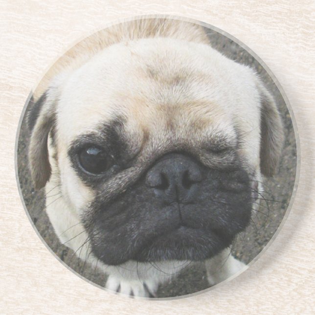 Bauwk ... Cute Pug Puppy Dog ... Thailand Coaster (Front)