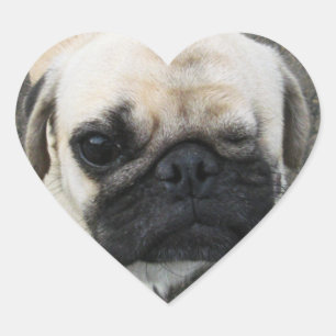 Bauwk ... Pug Dog Puppy ... かわいい 子犬 Heart Sticker