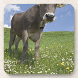 bavarian cow coaster