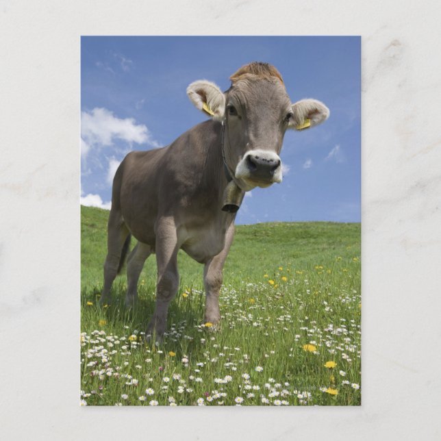 bavarian cow postcard (Front)