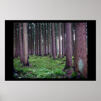 Bavarian Forest Poster