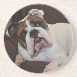 Baxter the Bully Coaster