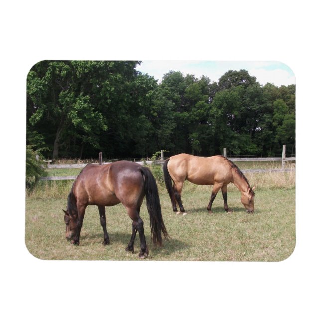 Bay and Dun Horses Grazing in Pasture Magnet (Horizontal)