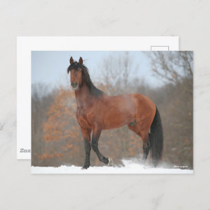 Bay Andalucian Stallion Standing In Snow Postcard