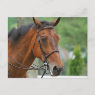 Bay Arab Horse Postcard