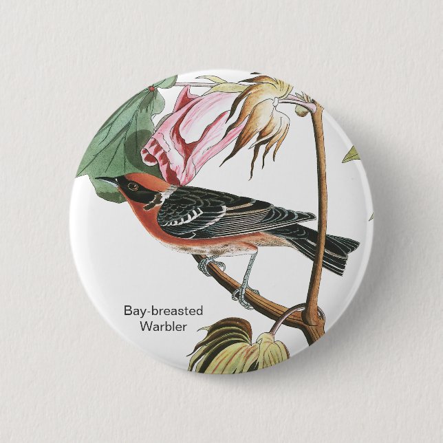 Bay-breasted Warbler, Audubon, Wood Warbler, Bird 6 Cm Round Badge (Front)