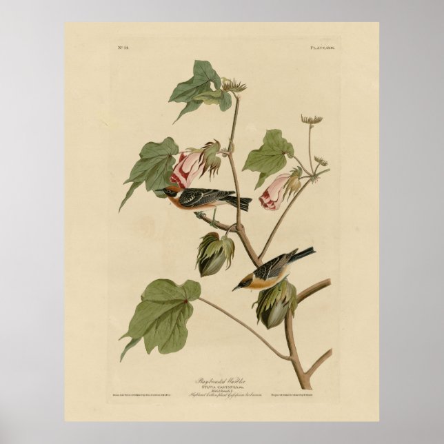 Bay-breasted Warbler - Audubon's Birds of America Poster (Front)