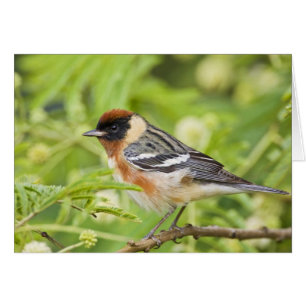 Bay-breasted Warbler (Dendroica castanea) adult