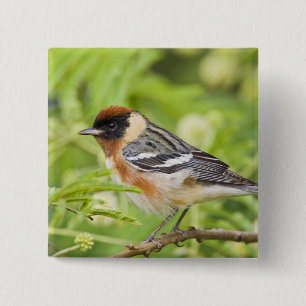 Bay-breasted Warbler (Dendroica castanea) adult 15 Cm Square Badge