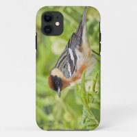 Bay-breasted Warbler (Dendroica castanea) adult