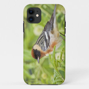 Bay-breasted Warbler (Dendroica castanea) adult iPhone 11 Case