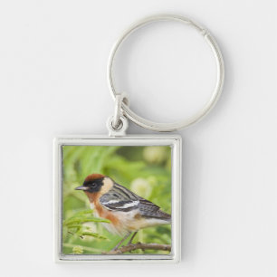 Bay-breasted Warbler (Dendroica castanea) adult Key Ring