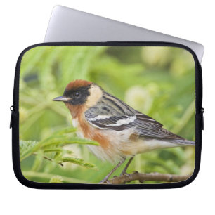 Bay-breasted Warbler (Dendroica castanea) adult Laptop Sleeve