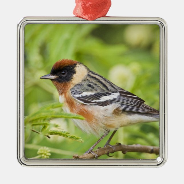 Bay-breasted Warbler (Dendroica castanea) adult Metal Ornament (Front)