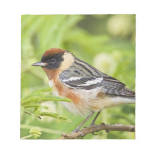 Bay-breasted Warbler (Dendroica castanea) adult Notepad