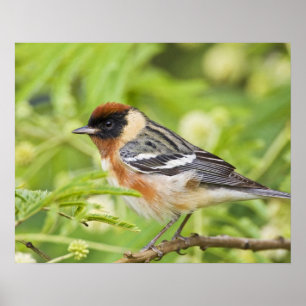 Bay-breasted Warbler (Dendroica castanea) adult Poster
