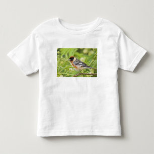 Bay-breasted Warbler (Dendroica castanea) adult Toddler T-Shirt