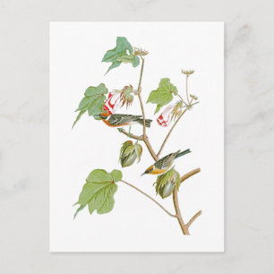 Bay-breasted Warbler John Audubon Birds of America Postcard