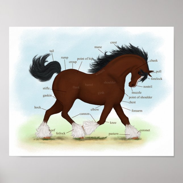Bay Clydesdale Draught Horse Anatomy Poster (Front)
