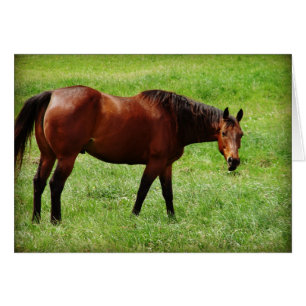 Bay Horse