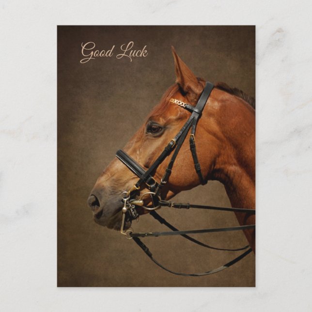 Bay Horse And Bridle Good Luck Postcard (Front)