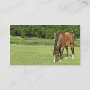 Bay horse business card