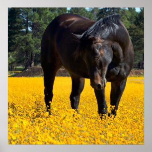 Bay Horse in a Field of Yellow Flowers Poster