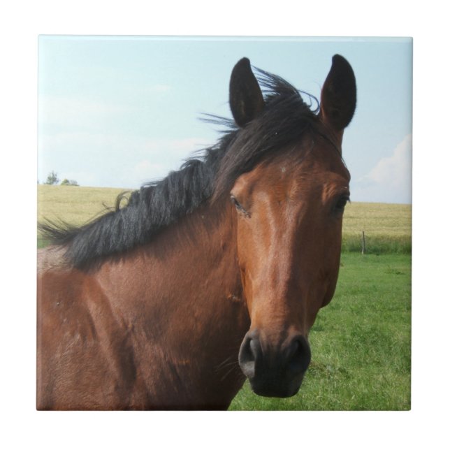 Bay Horse in Pasture Tile (Front)