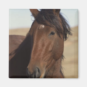 Bay Horse in Wind Magnet