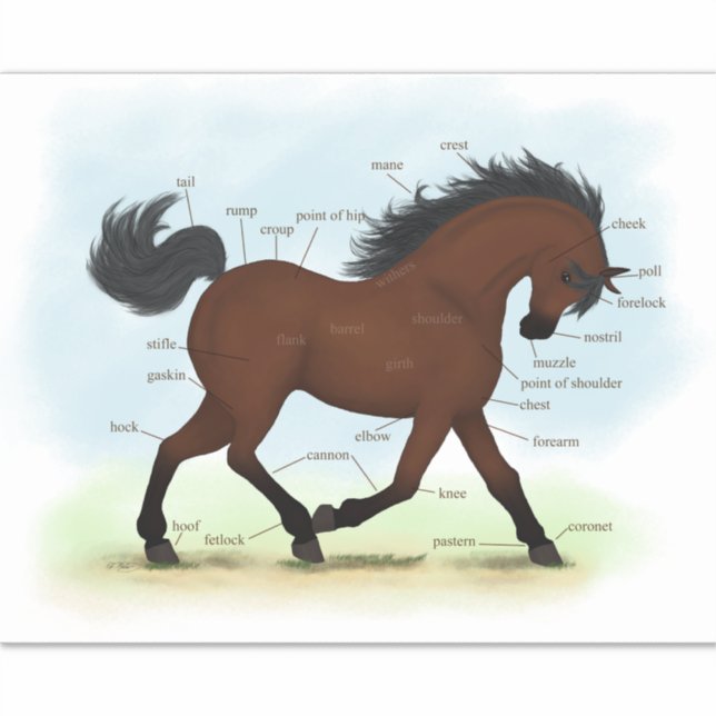 Bay Horse or Pony Equestrian Anatomy Chart (Front)