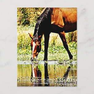 Bay Horse "Reflections" Postcard