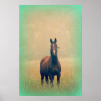 Bay Horse Standing in a Field