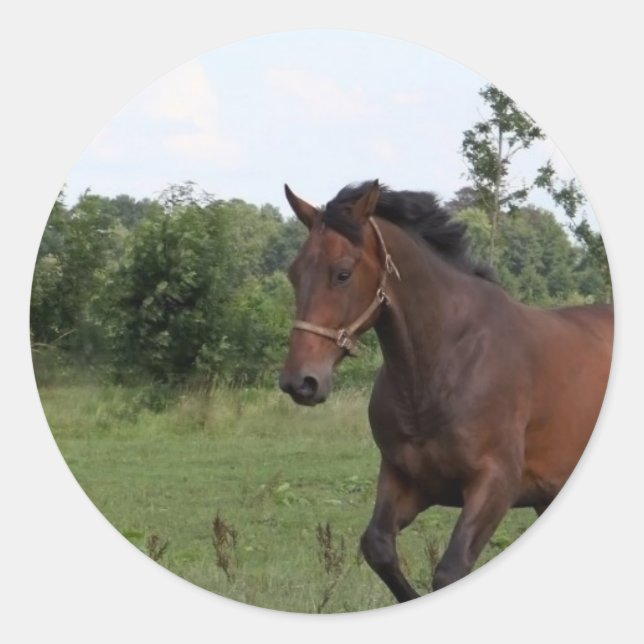 Bay Horse Sticker (Front)