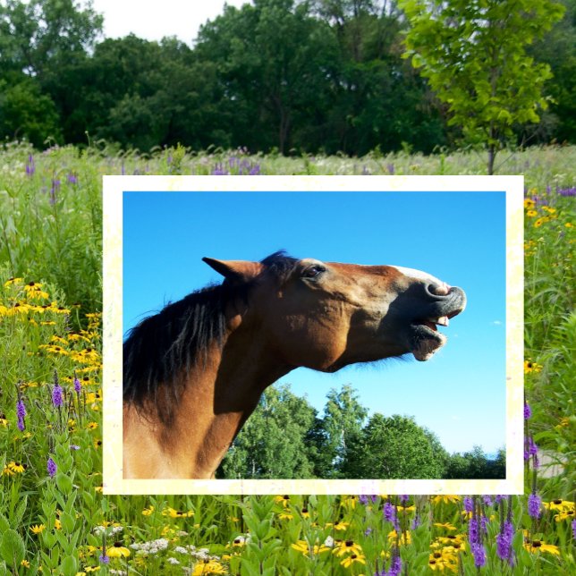 Bay Horse Whinnying into the Air Postcard (Creator Uploaded)