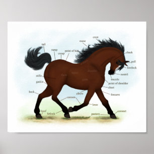 Bay Horse With Blaze Educational Anatomical Chart