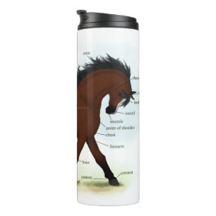 Bay Horse With Blaze Educational Anatomical Chart Thermal Tumbler