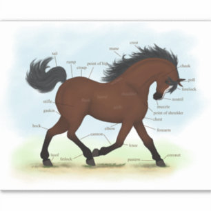 Bay Horse With Blaze Equestrian Anatomy Chart