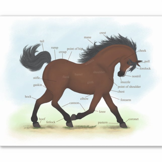 Bay Horse With Blaze Equestrian Anatomy Chart (Front)