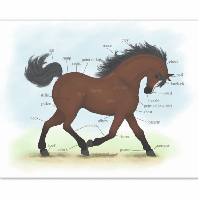 Bay Horse With Blaze Equine Anatomy Chart Diagram (Front)
