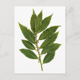 Bay leaf postcard