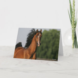 Bay Morgan Horse Headshot Flowing Mane Card