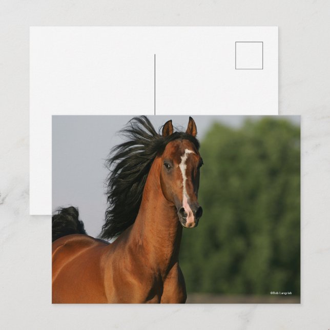 Bay Morgan Horse Headshot Mane Flowing Postcard (Front/Back)