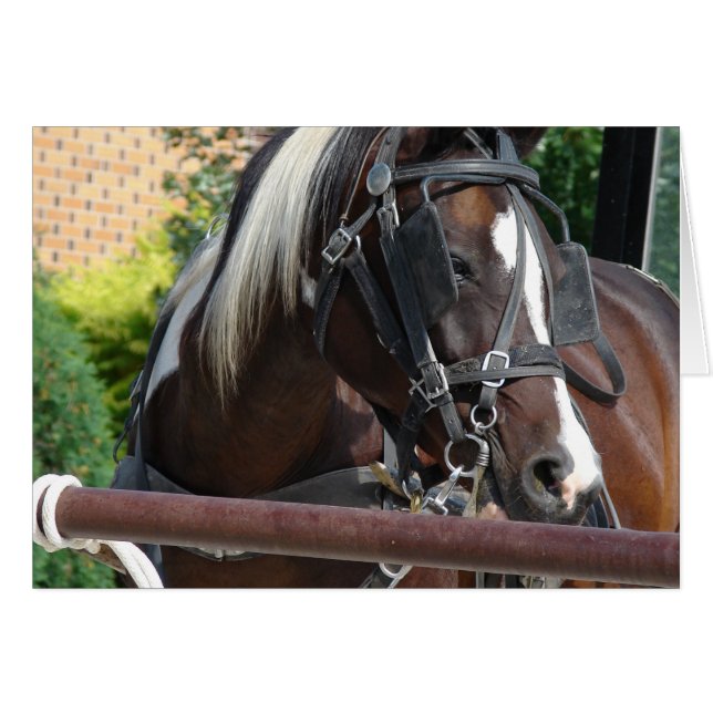 Bay Pinto Amish Buggy Horse (Front Horizontal)