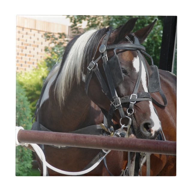 Bay Pinto Amish Buggy Horse Ceramic Tile (Front)